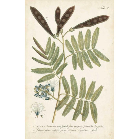 Miller Ferns I Black Modern Wood Framed Art Print by Miller, Dianne