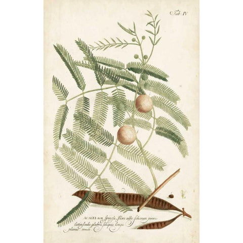 Miller Ferns II Black Modern Wood Framed Art Print by Miller, Dianne