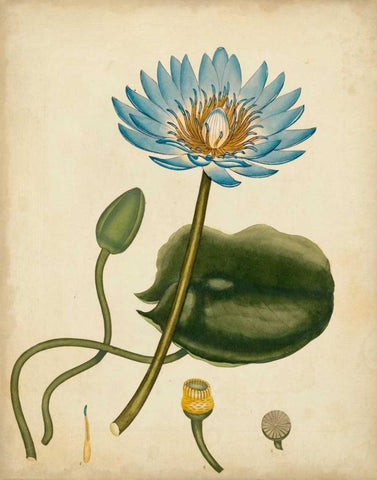 Blue Water Lily Black Ornate Wood Framed Art Print with Double Matting by Andrews, Henry