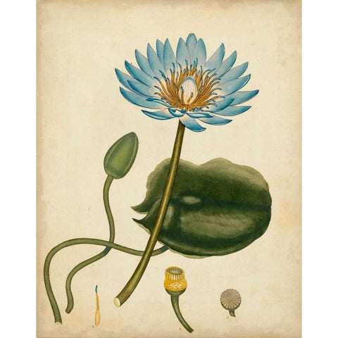Blue Water Lily Black Modern Wood Framed Art Print by Andrews, Henry