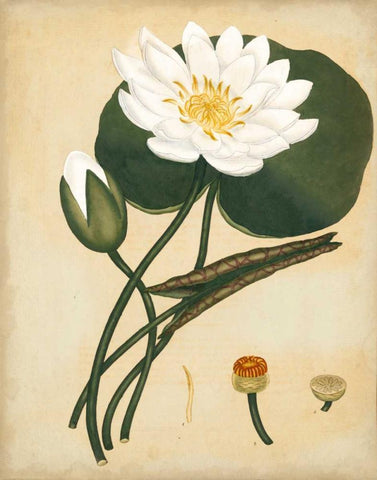 White Water Lily Black Ornate Wood Framed Art Print with Double Matting by Andrews, Henry