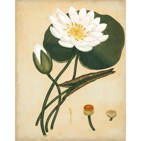 White Water Lily Gold Ornate Wood Framed Art Print with Double Matting by Andrews, Henry