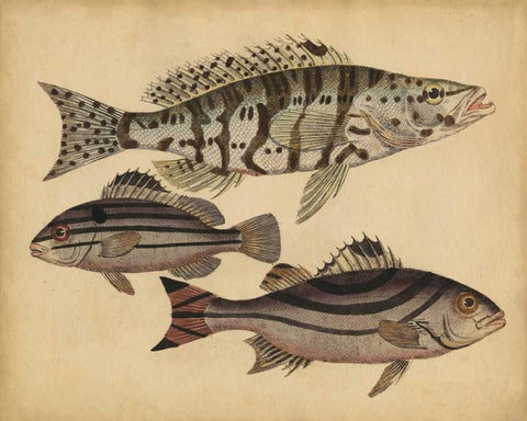 Species of Fish I Black Ornate Wood Framed Art Print with Double Matting by Strack, Friedrich