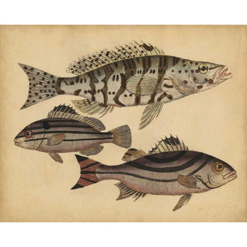 Species of Fish I Gold Ornate Wood Framed Art Print with Double Matting by Strack, Friedrich