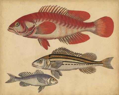 Species of Fish II Black Ornate Wood Framed Art Print with Double Matting by Strack, Friedrich