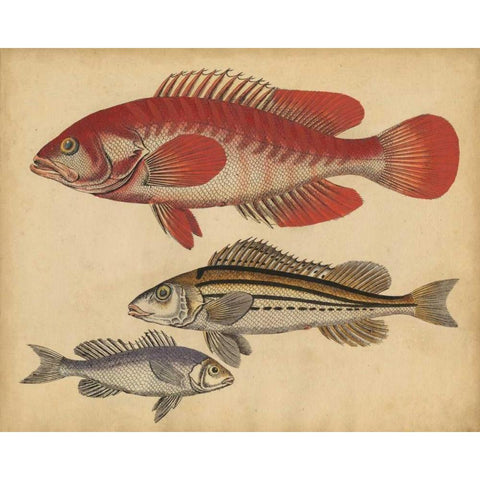 Species of Fish II Gold Ornate Wood Framed Art Print with Double Matting by Strack, Friedrich