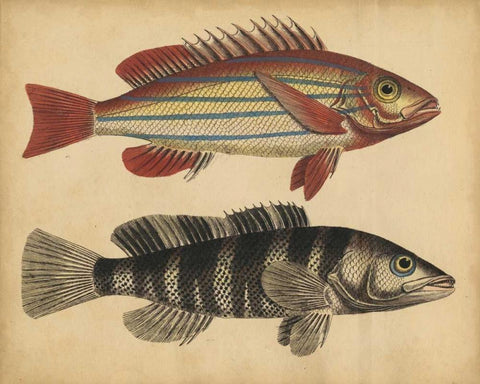 Species of Fish III White Modern Wood Framed Art Print with Double Matting by Strack, Friedrich