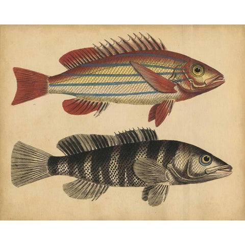 Species of Fish III White Modern Wood Framed Art Print by Strack, Friedrich