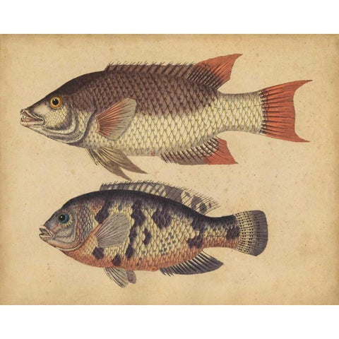 Species of Fish IV Gold Ornate Wood Framed Art Print with Double Matting by Strack, Friedrich