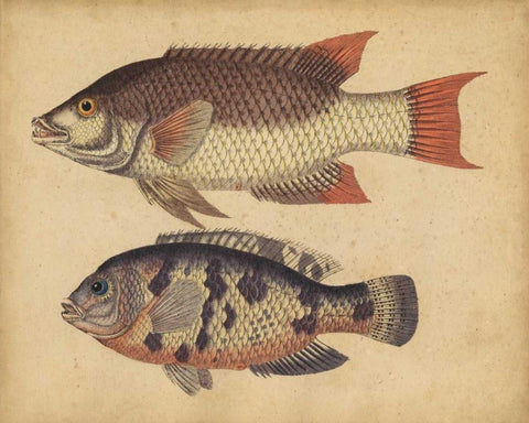 Species of Fish IV Black Ornate Wood Framed Art Print with Double Matting by Strack, Friedrich