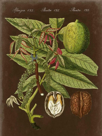 Walnut on Suede White Modern Wood Framed Art Print with Double Matting by Vision Studio