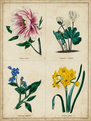 Botanical Grid II Black Ornate Wood Framed Art Print with Double Matting by Maund, Benjamin