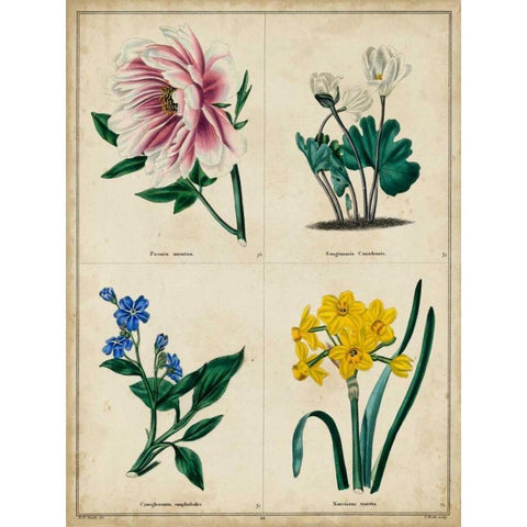 Botanical Grid II Gold Ornate Wood Framed Art Print with Double Matting by Maund, Benjamin