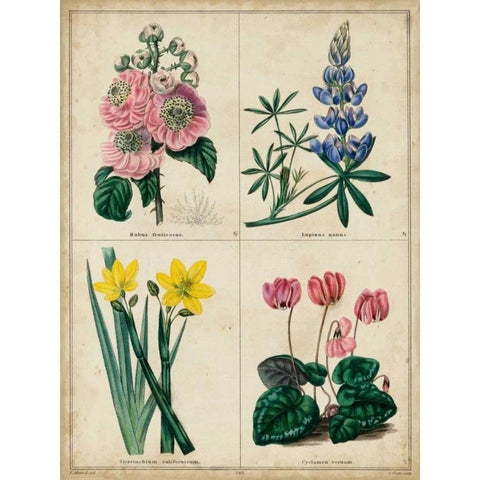 Botanical Grid III Gold Ornate Wood Framed Art Print with Double Matting by Maund, Benjamin