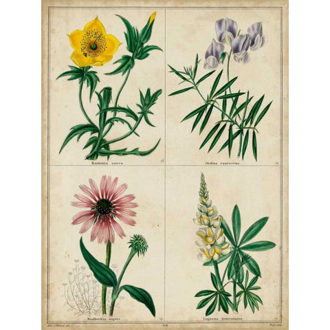 Botanical Grid IV Gold Ornate Wood Framed Art Print with Double Matting by Maund, Benjamin