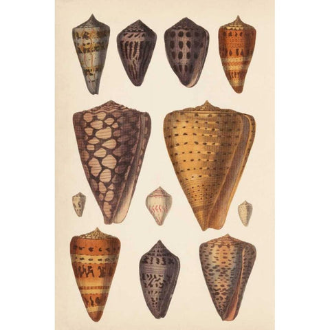 Antique Cone Shells I Black Modern Wood Framed Art Print with Double Matting by Unknown