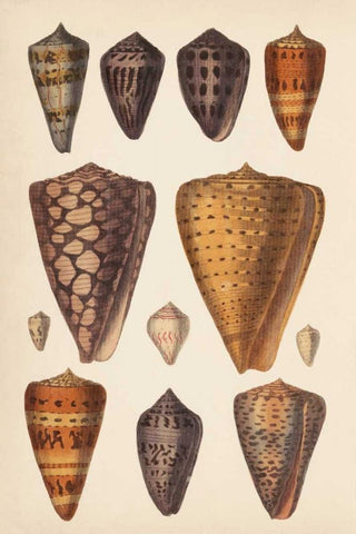 Antique Cone Shells I Black Ornate Wood Framed Art Print with Double Matting by Unknown