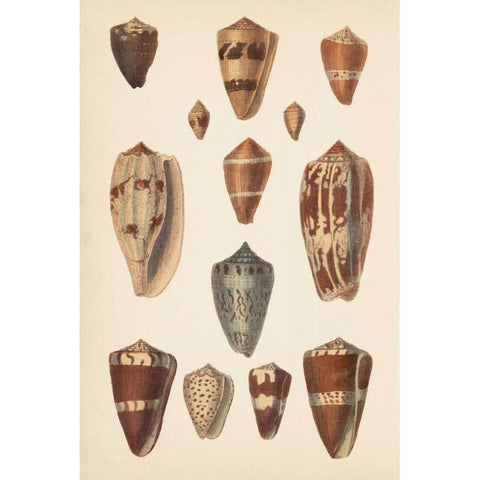 Antique Cone Shells II Gold Ornate Wood Framed Art Print with Double Matting by Unknown