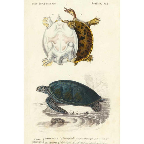 Antique Turtle Duo I Black Modern Wood Framed Art Print with Double Matting by Oudart