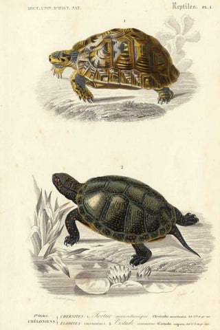 Antique Turtle Duo II Black Ornate Wood Framed Art Print with Double Matting by Oudart