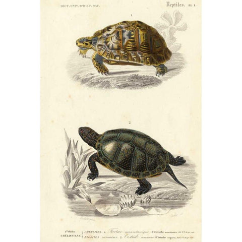 Antique Turtle Duo II Black Modern Wood Framed Art Print with Double Matting by Oudart