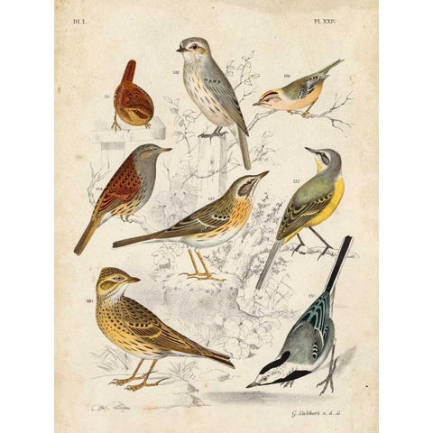Gathering of Birds I White Modern Wood Framed Art Print by Lubbert, G.