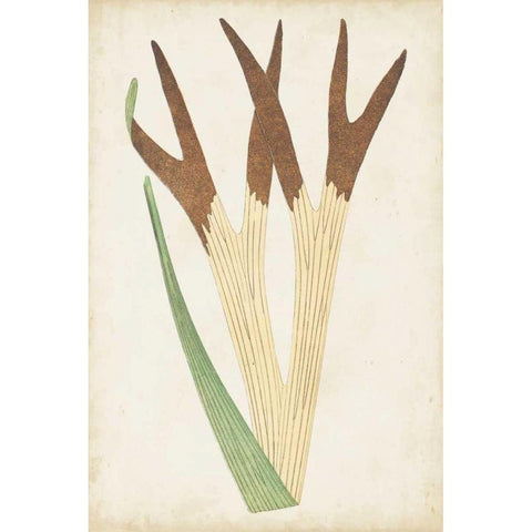 Fern Family II Black Modern Wood Framed Art Print by Lowe