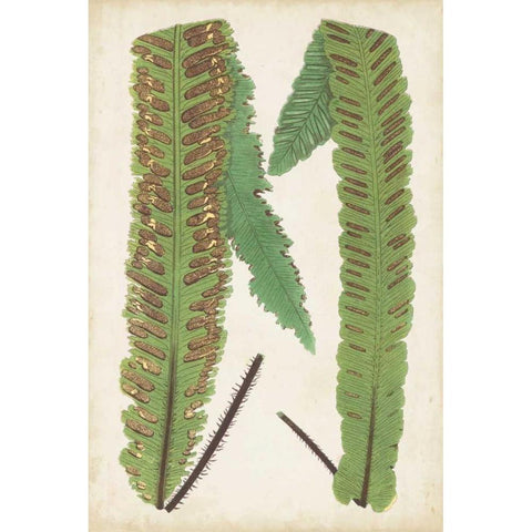 Fern Family III Black Modern Wood Framed Art Print with Double Matting by Lowe
