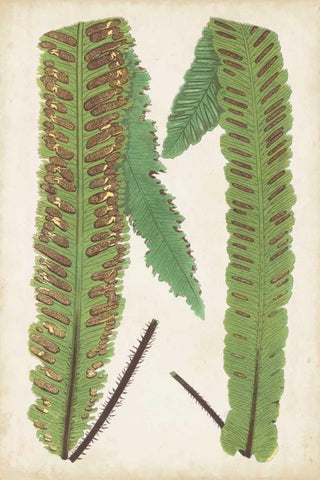 Fern Family III Black Ornate Wood Framed Art Print with Double Matting by Lowe