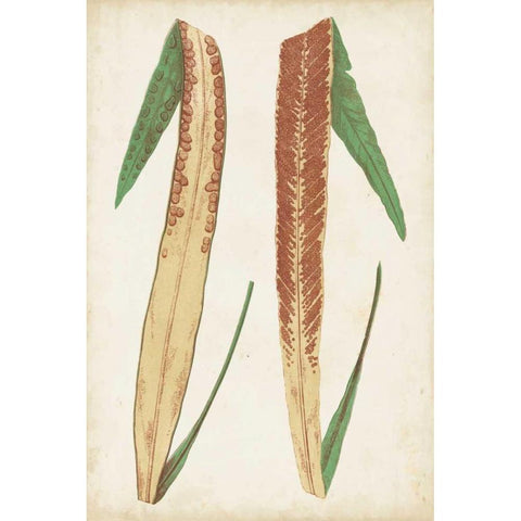 Fern Family IV Gold Ornate Wood Framed Art Print with Double Matting by Lowe
