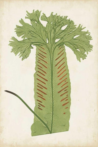 Fern Family V Black Ornate Wood Framed Art Print with Double Matting by Lowe