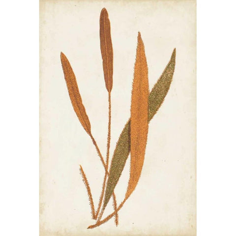 Fern Family VI Gold Ornate Wood Framed Art Print with Double Matting by Lowe