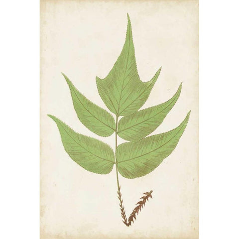 Fern Family VII Black Modern Wood Framed Art Print by Lowe