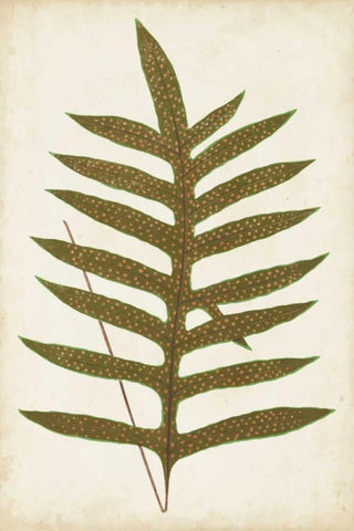 Fern Family VIII White Modern Wood Framed Art Print with Double Matting by Lowe