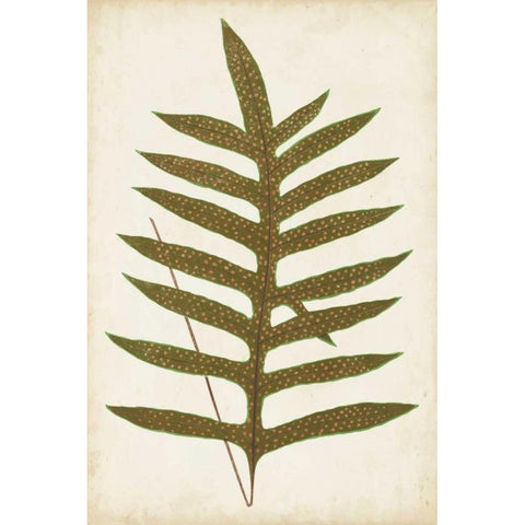 Fern Family VIII Black Modern Wood Framed Art Print with Double Matting by Lowe