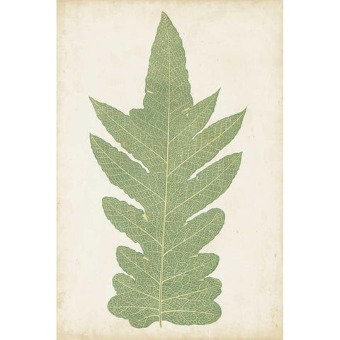 Fern Family IX White Modern Wood Framed Art Print by Lowe