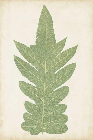 Fern Family IX White Modern Wood Framed Art Print with Double Matting by Lowe