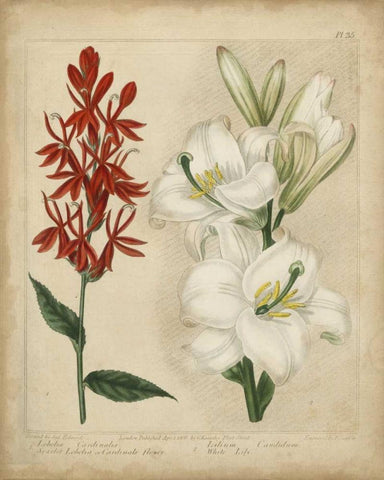 Scarlet Beauty I White Modern Wood Framed Art Print with Double Matting by Edwards, Sydenham