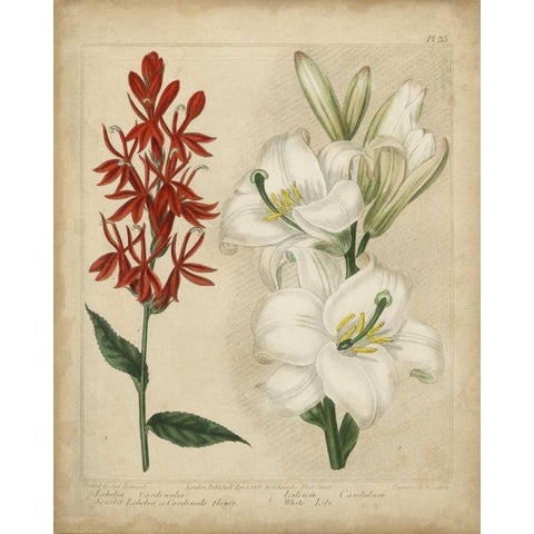 Scarlet Beauty I Black Modern Wood Framed Art Print by Edwards, Sydenham