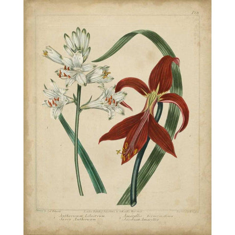 Scarlet Beauty II White Modern Wood Framed Art Print by Edwards, Sydenham