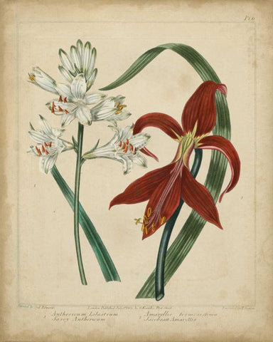 Scarlet Beauty II Black Ornate Wood Framed Art Print with Double Matting by Edwards, Sydenham
