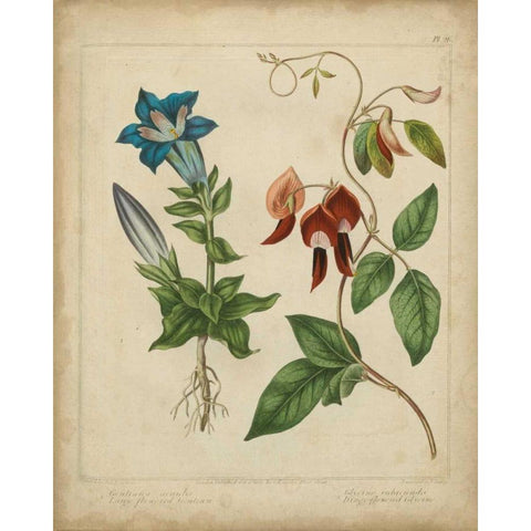 Scarlet Beauty III Black Modern Wood Framed Art Print by Edwards, Sydenham