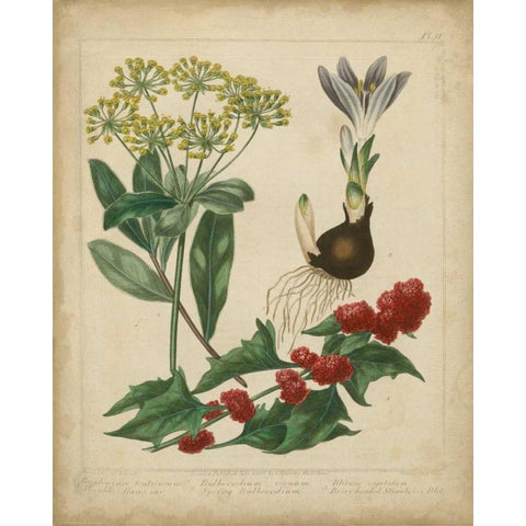 Scarlet Beauty IV Black Modern Wood Framed Art Print by Edwards, Sydenham