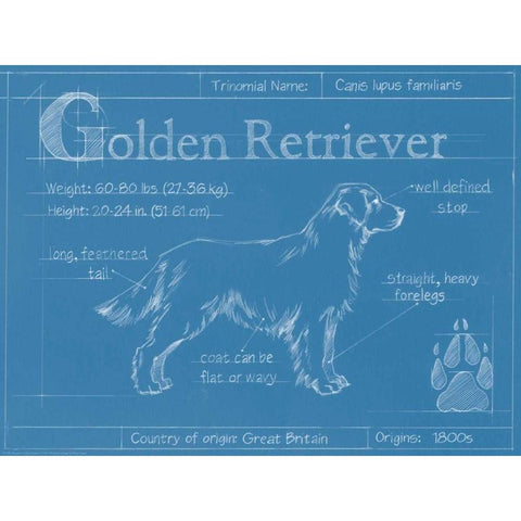 Blueprint Golden Retriever Gold Ornate Wood Framed Art Print with Double Matting by Harper, Ethan