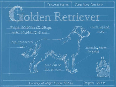 Blueprint Golden Retriever White Modern Wood Framed Art Print with Double Matting by Harper, Ethan
