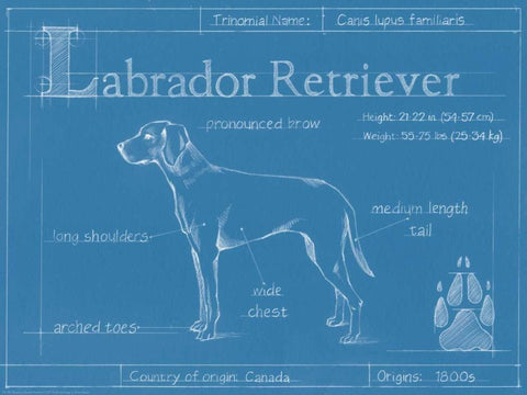 Blueprint Labrador Retriever Black Ornate Wood Framed Art Print with Double Matting by Harper, Ethan