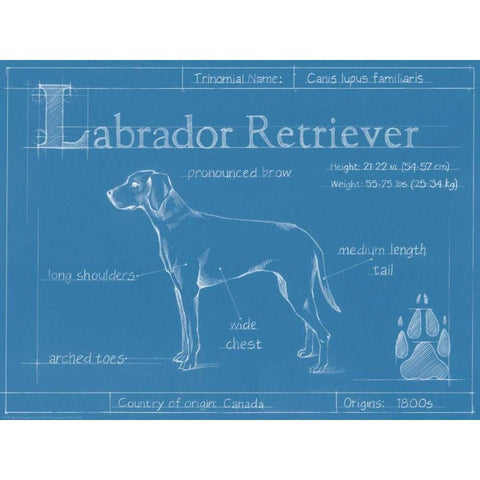 Blueprint Labrador Retriever Black Modern Wood Framed Art Print with Double Matting by Harper, Ethan