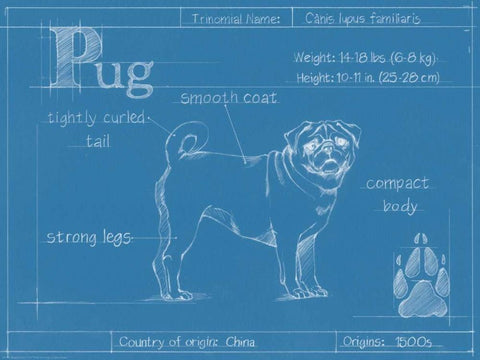 Blueprint Pug White Modern Wood Framed Art Print with Double Matting by Harper, Ethan