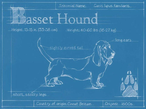 Blueprint Basset Hound White Modern Wood Framed Art Print with Double Matting by Harper, Ethan