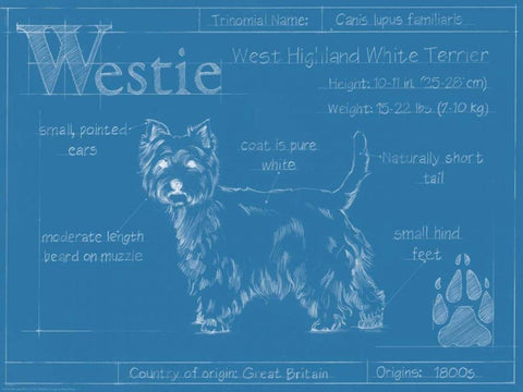 Blueprint Westie Black Ornate Wood Framed Art Print with Double Matting by Harper, Ethan